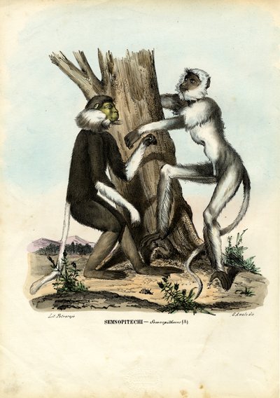 Langurs, 1863-79 by Raimundo Petraroja